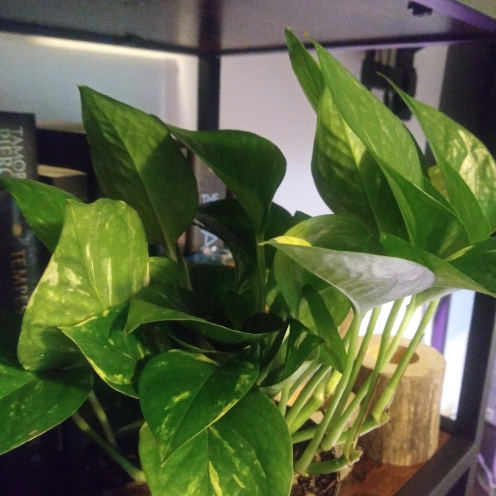 COPY- Golden Pothos Cutting